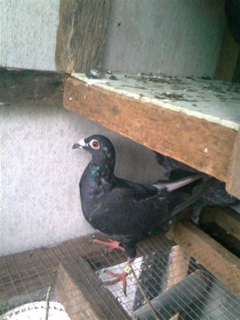 pha pigeon club|Homing.